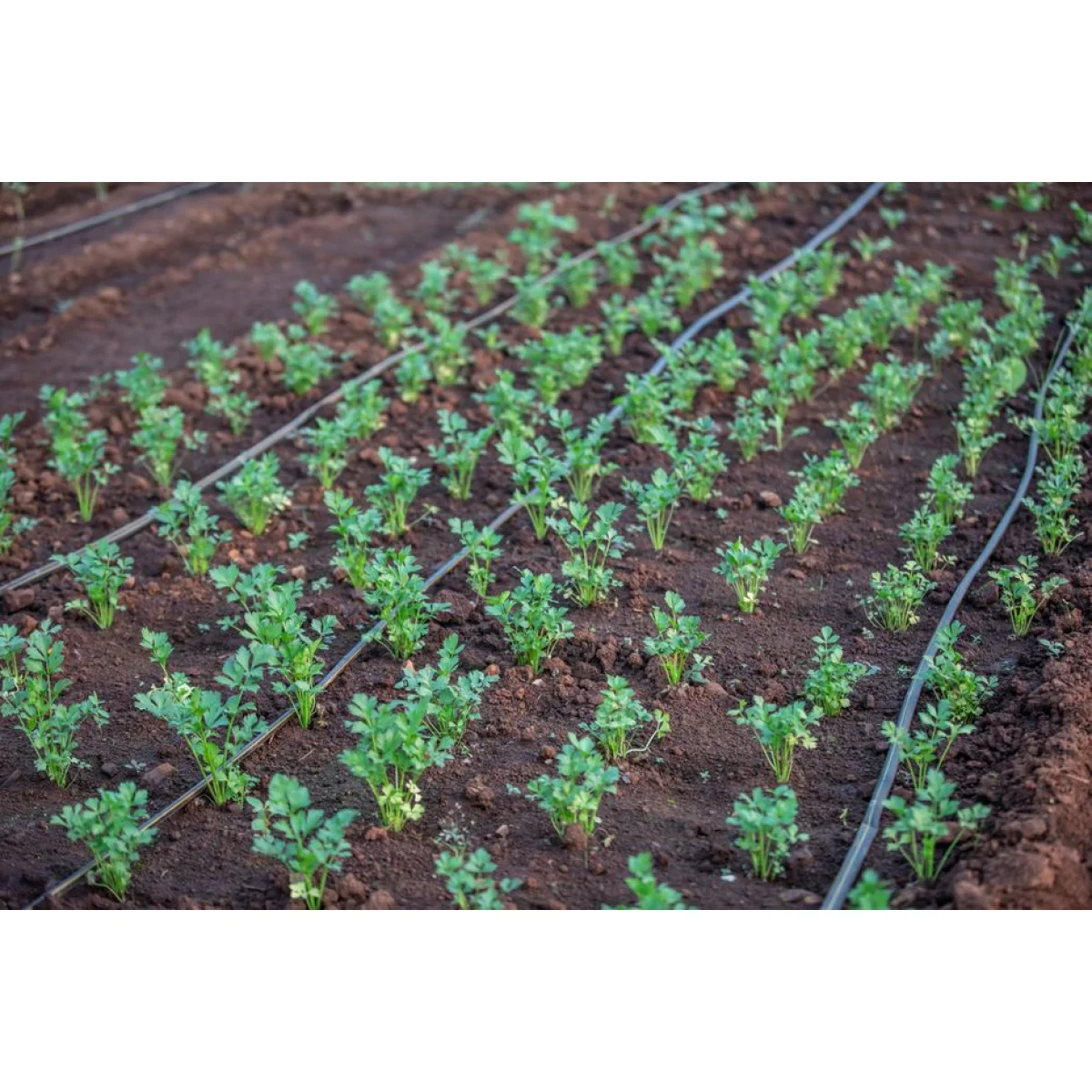 40mm Drip Irrigation Line (100m Roll)